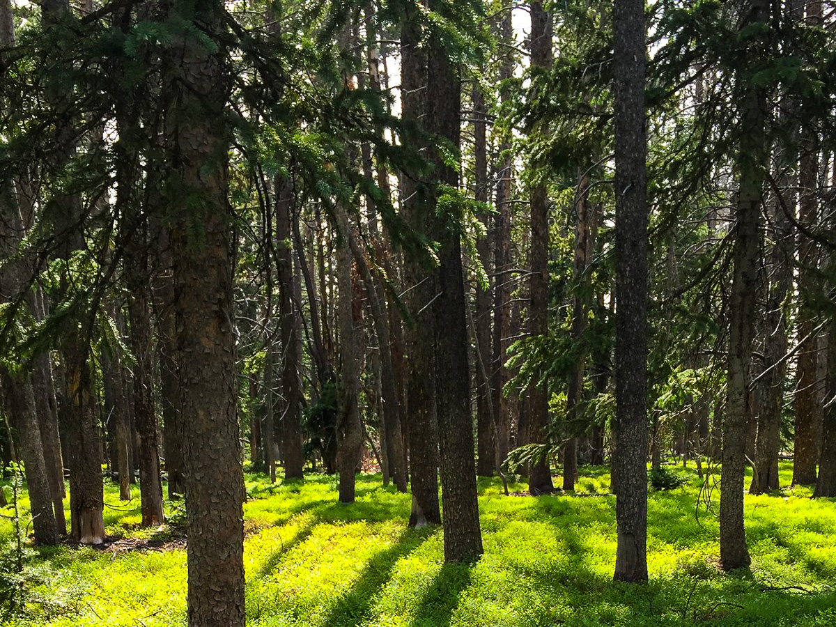 Dispersed Camping Near Red Feather Lakes, CO Boondocker's Bible