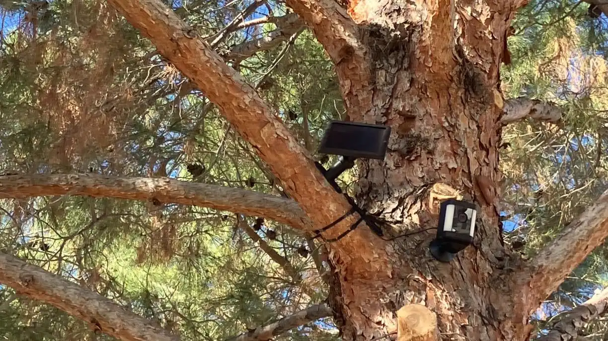 ring camera in tree