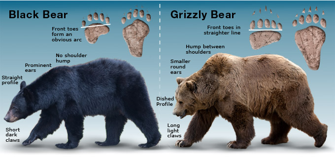 difference between black bear and grizzly bear
