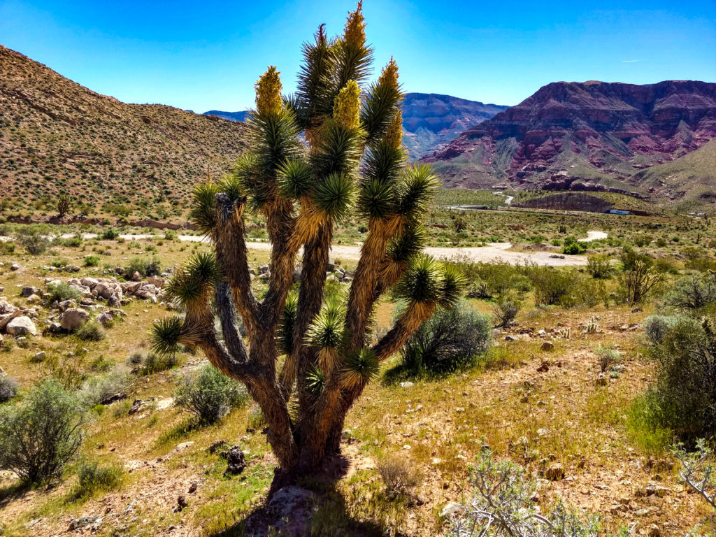 cedar pocket road arizona