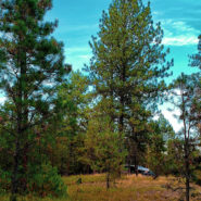 wallowa-whitman national forest camping