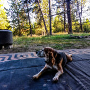 wallowa-whitman national forest camping dog