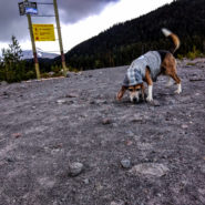 white river west sno-park dog