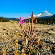 white river west sno-park pink flower