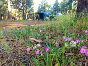 Schnebly Hill Road, Arizona, Coconino National Forest