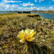 nelson creek recreation area, fort peck lake, montana campning