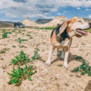 firehole-canyon-flaming-gorge-wyoming-dogs