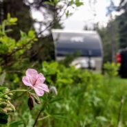 moose creek trailhead victor idaho camping