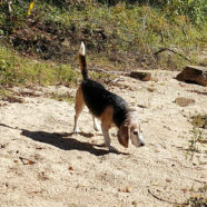 highway-31-landing-oklahoma-pet-friendly