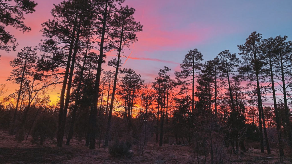 prescott national forest camping rules