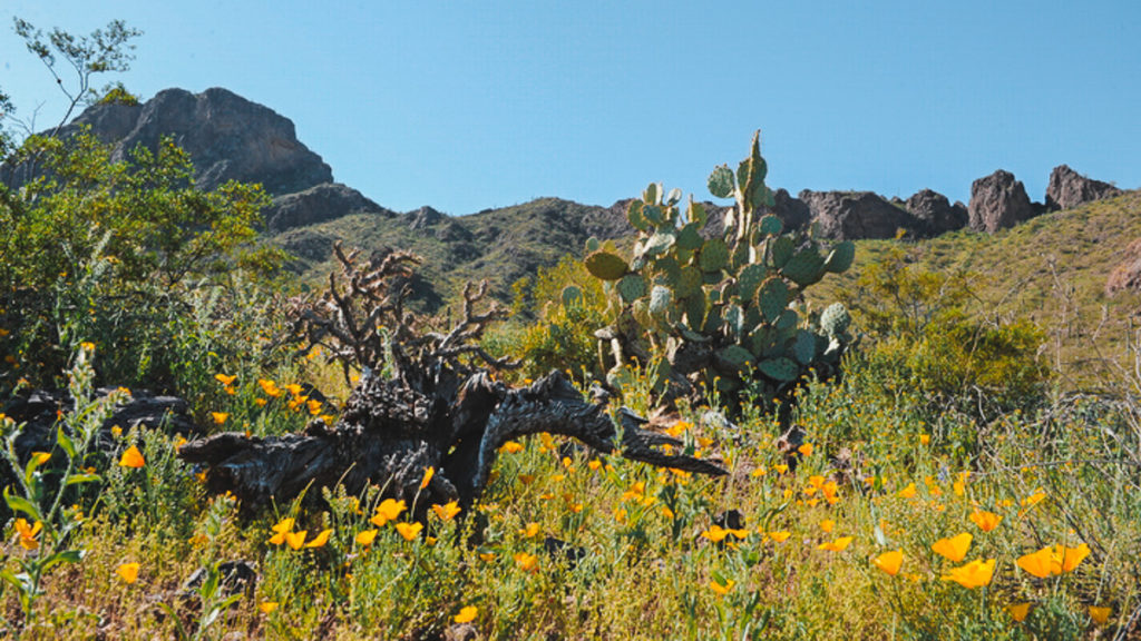 cabeza prieta national wildlife refuge