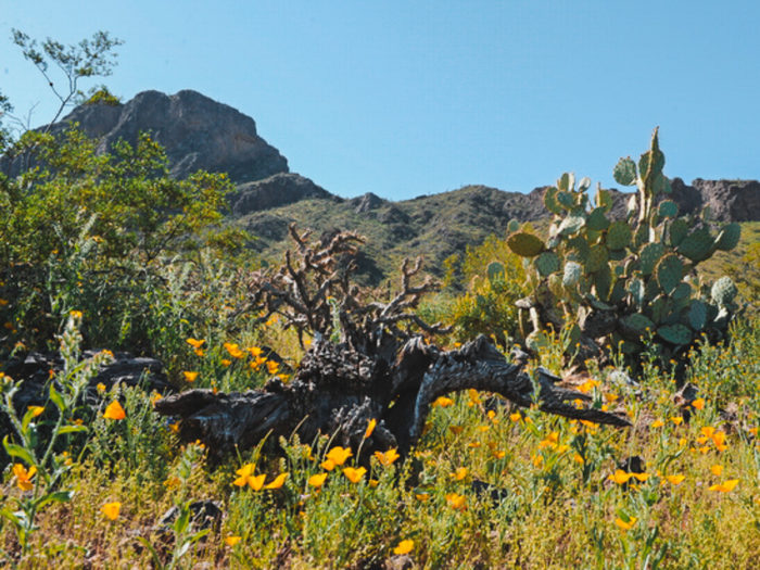 cabeza prieta national wildlife refuge