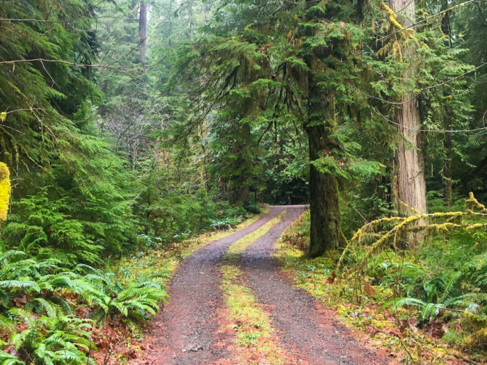 campbell tree grove campground, olympic national forest