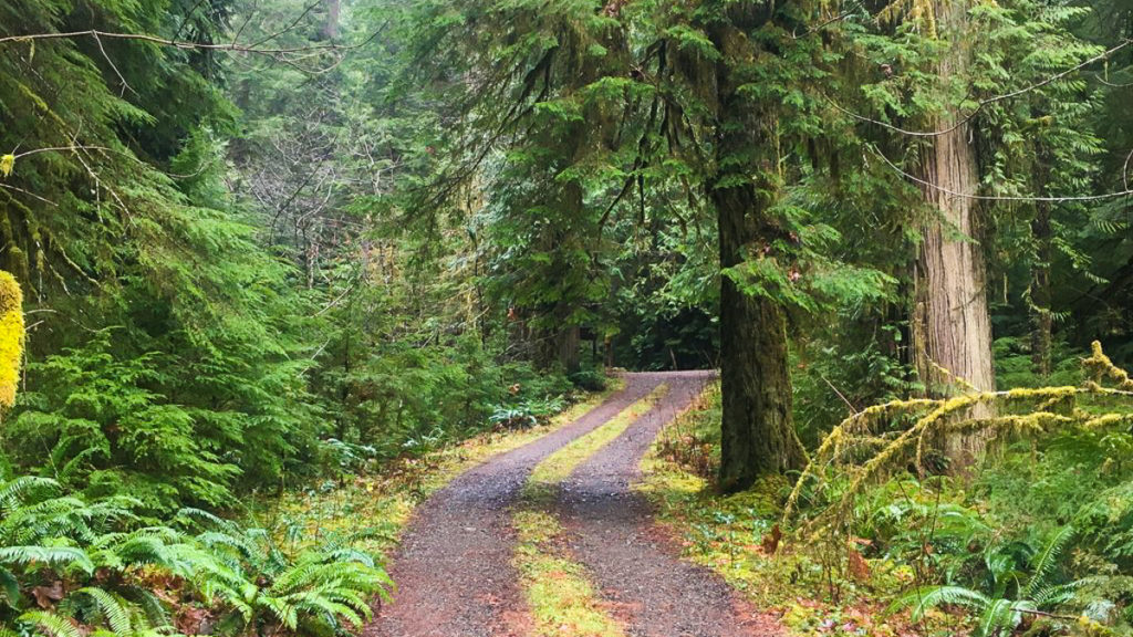 campbell tree grove campground, olympic national forest