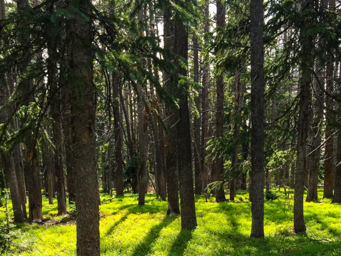dispersed camping near red feather lakes colorado