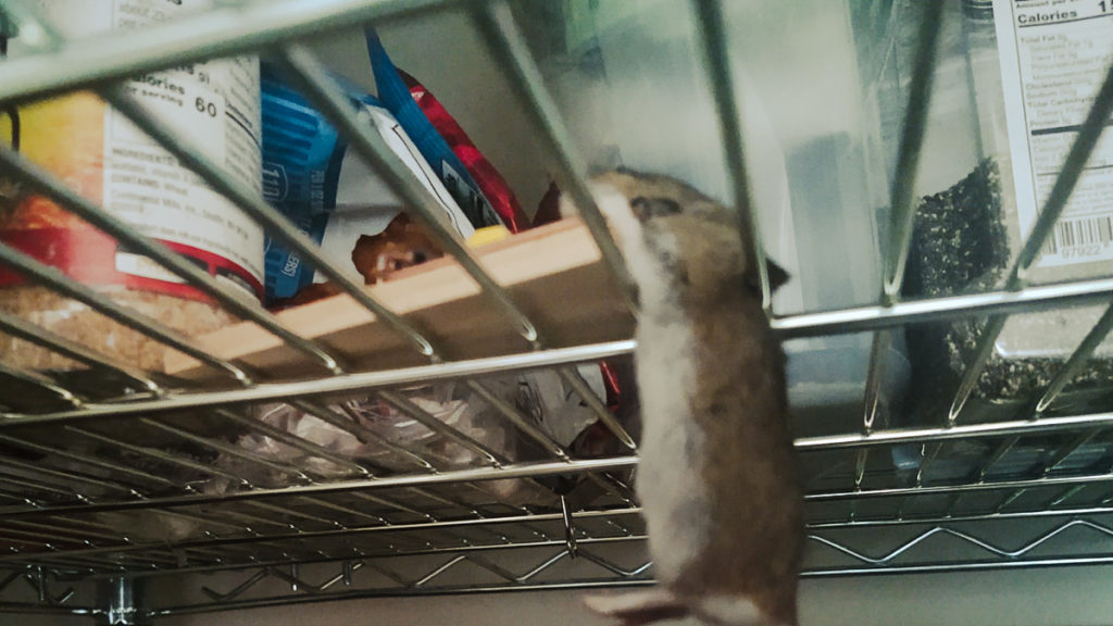 how to keep mice out of your rv