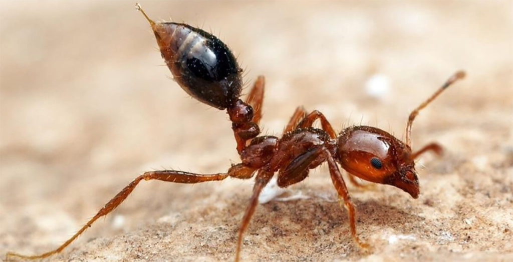 fire ant