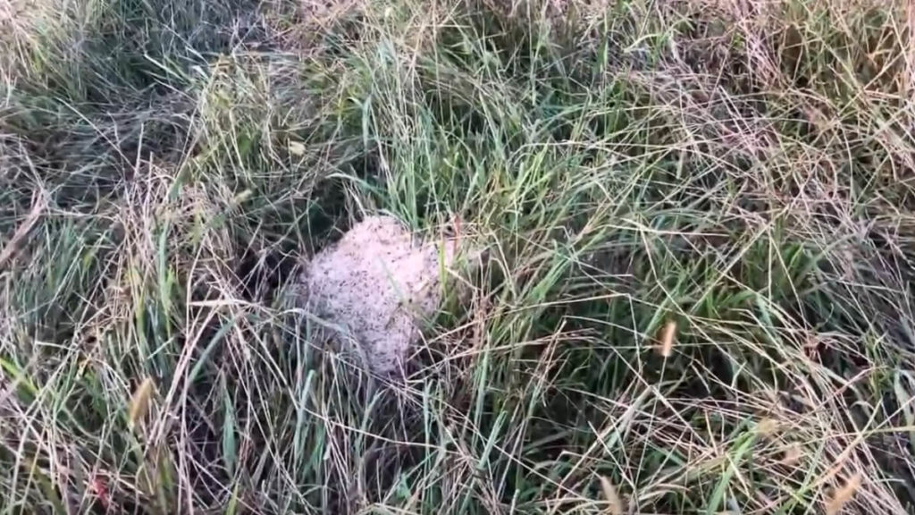 fire ant mound camping