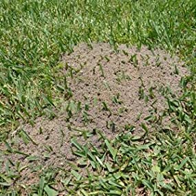 fire ant mound