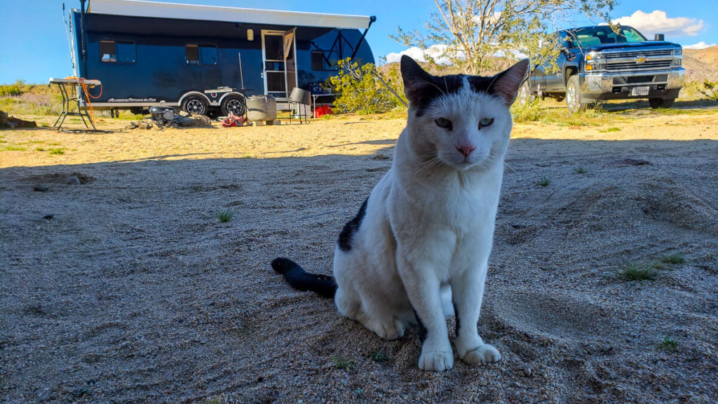 taking cats camping