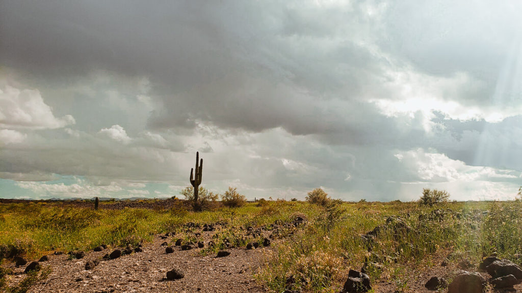 remove small plants from arizona state trust lands