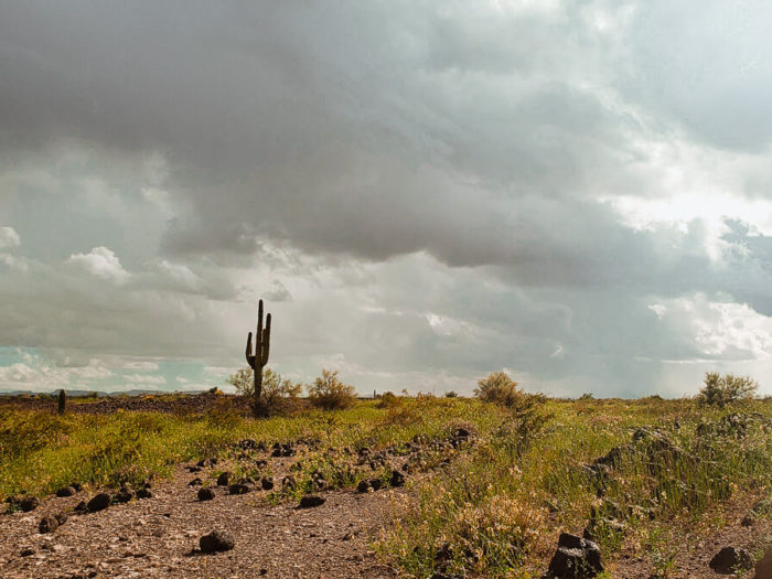 remove small plants from arizona state trust lands