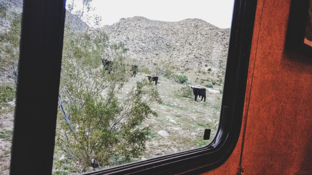 camping with cows