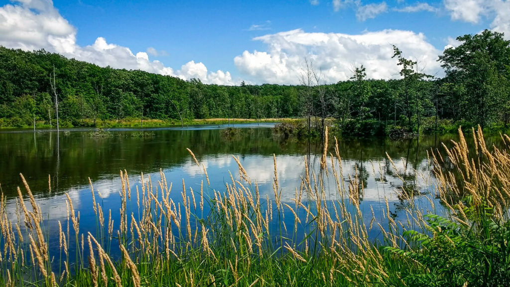 camping at finger lakes national forest