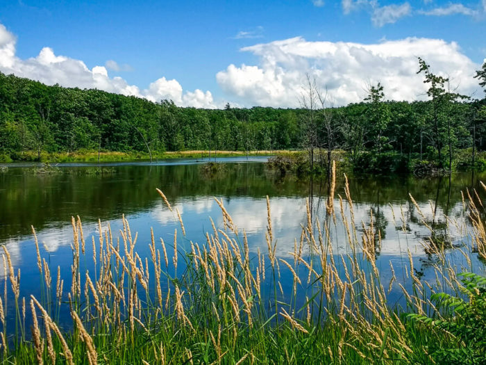 camping at finger lakes national forest