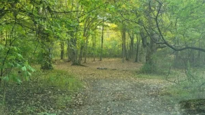 pisgah point camping area, land between the lakes kentucky