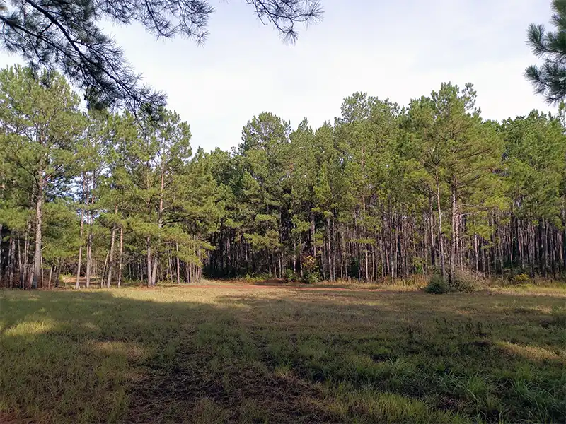 Photo of the campground at forest road 217a hunters camp texas