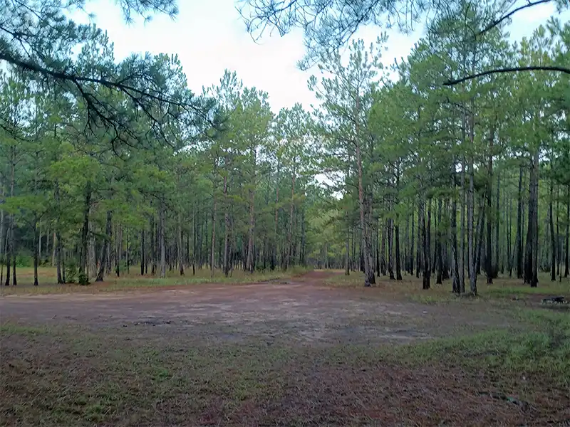 Phot of a campsite at forest road 217a hunters camp texas