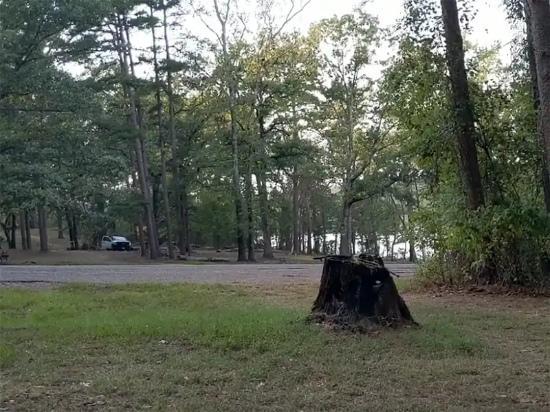 Photo of a tree stump at jackson creek park, wright patman lake, texas