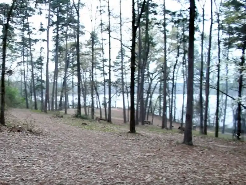 Photo of thick tree cover at jackson creek park, wright patman lake, texas