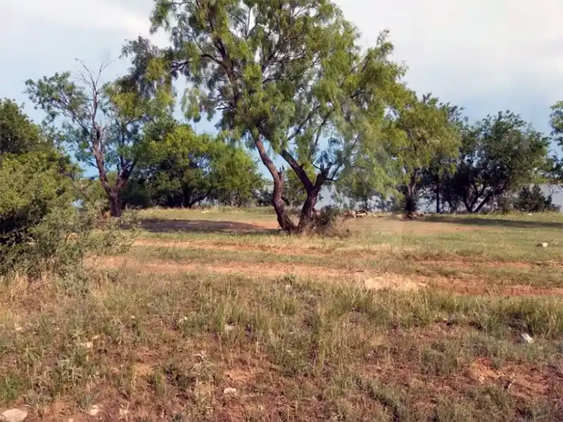 Photo of a tree at millers creek reservoir in texas