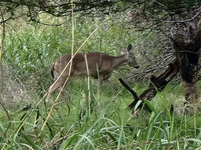 deer visiting Steele Creek Park campground in Lake Whitney, Texas
