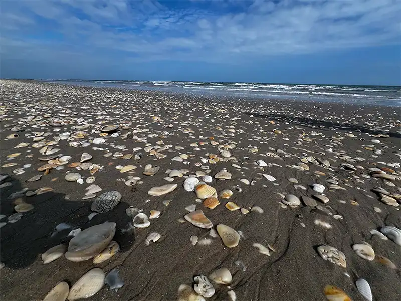 Photo of Shell Beach at South Beach, Mile 5-60, Padre Island National Seashore